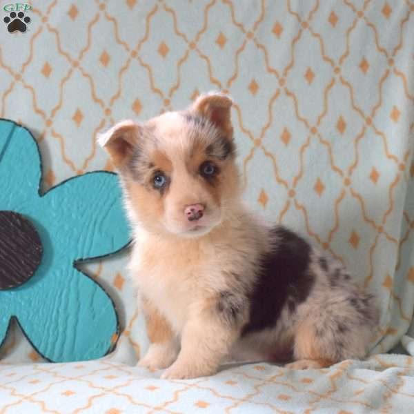 Denim, Pembroke Welsh Corgi Puppy