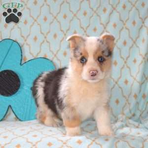 Denim, Pembroke Welsh Corgi Puppy