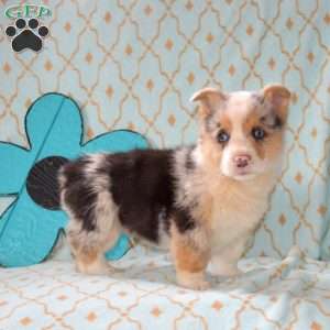 Denim, Pembroke Welsh Corgi Puppy