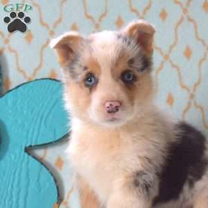 Denim, Pembroke Welsh Corgi Puppy