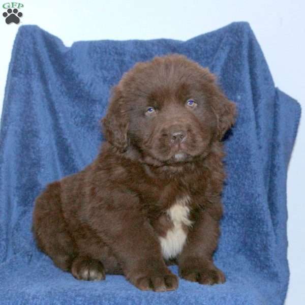 Dennis, Newfoundland Puppy