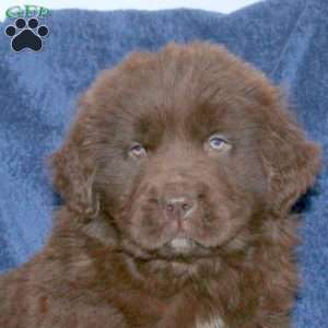 Dennis, Newfoundland Puppy