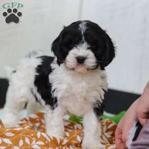 Denver, Cavapoo Puppy