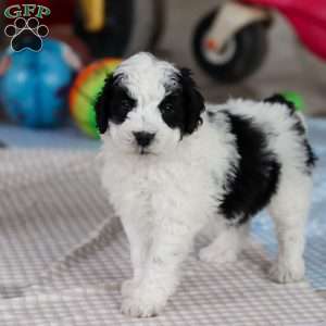 Denver, Saint Berdoodle Puppy