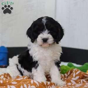 Denver, Cavapoo Puppy