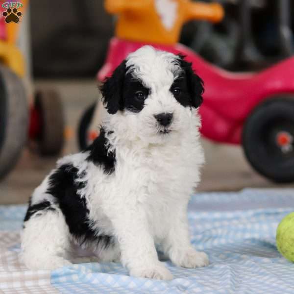 Denver, Saint Berdoodle Puppy