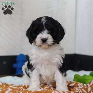 Denver, Cavapoo Puppy