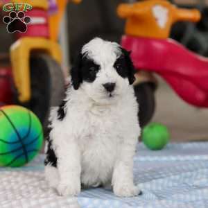 Denver, Saint Berdoodle Puppy