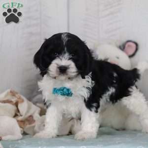 Denver, Cavapoo Puppy