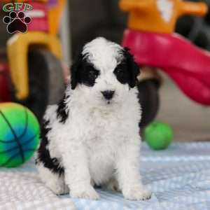 Denver, Saint Berdoodle Puppy