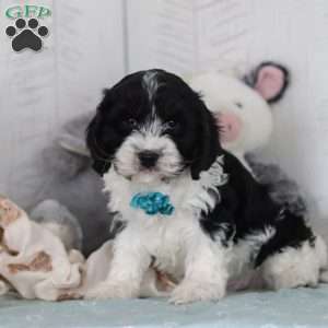 Denver, Cavapoo Puppy