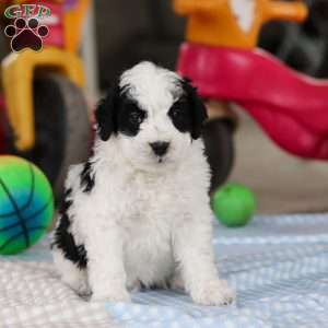 Denver, Saint Berdoodle Puppy