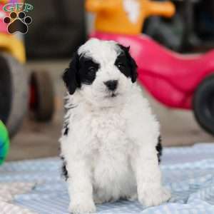 Denver, Saint Berdoodle Puppy