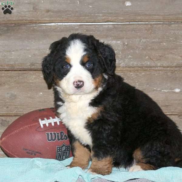 Denver, Bernese Mountain Dog Puppy