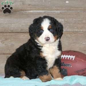 Denver, Bernese Mountain Dog Puppy