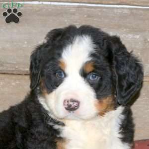 Denver, Bernese Mountain Dog Puppy