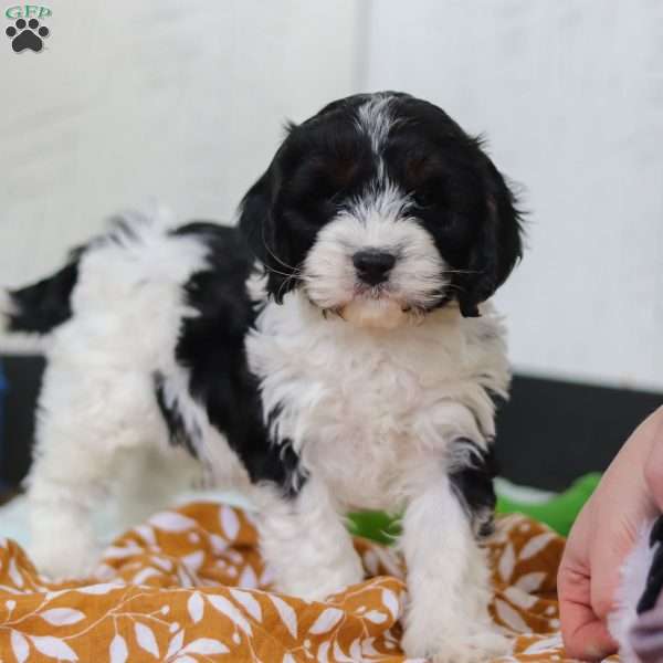 Denver, Cavapoo Puppy