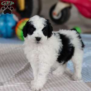 Denver, Saint Berdoodle Puppy