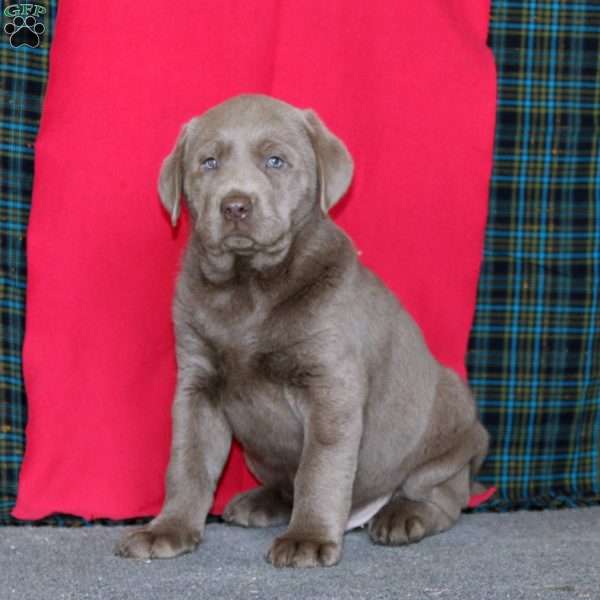 Derek, Silver Labrador Retriever Puppy