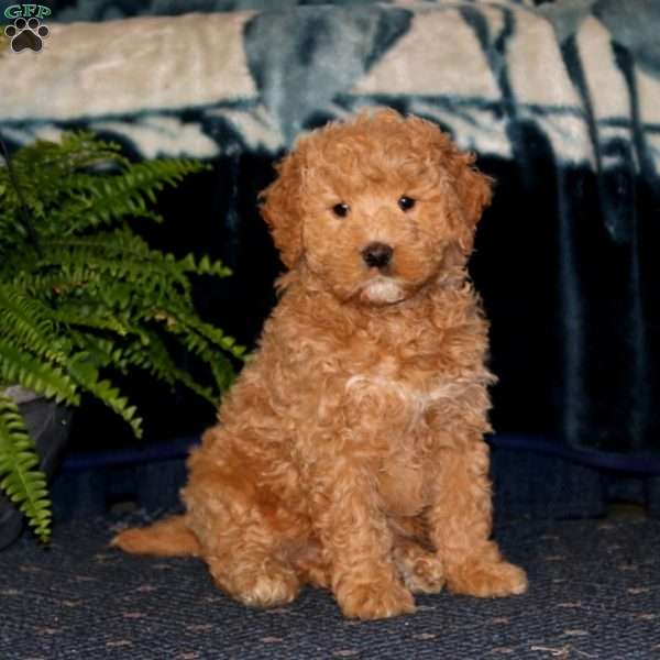 Derek, Goldendoodle Puppy