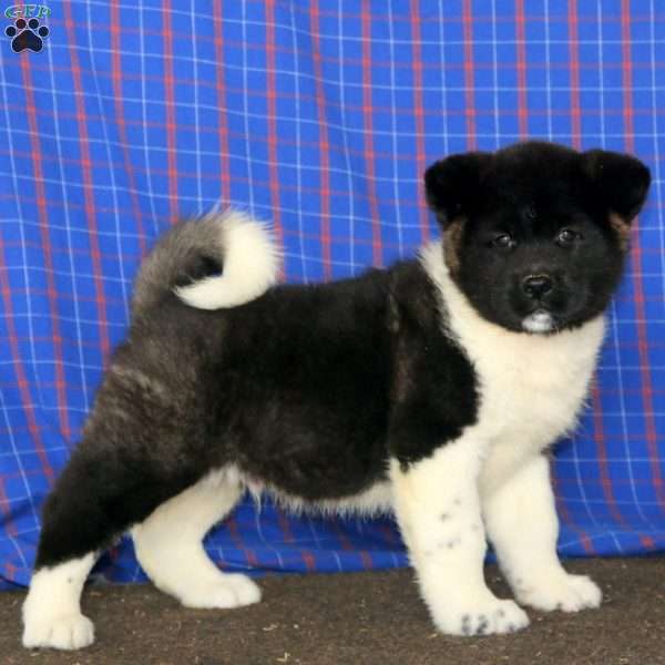 Derek, Akita Puppy