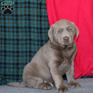 Derek, Silver Labrador Retriever Puppy