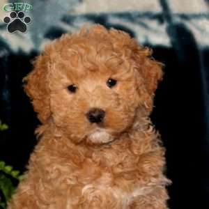 Derek, Goldendoodle Puppy