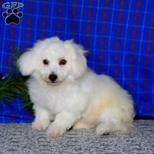 Derek, Bichon Frise Puppy