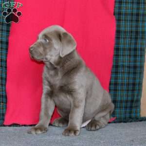 Derek, Silver Labrador Retriever Puppy