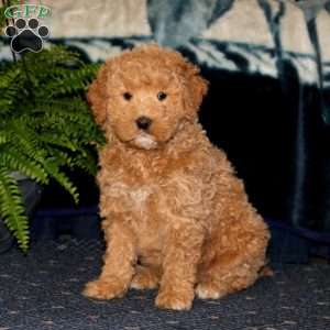 Derek, Goldendoodle Puppy