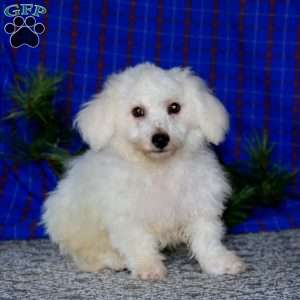 Derek, Bichon Frise Puppy