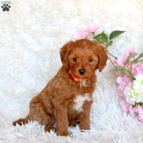 Destiny, Cavapoo Puppy