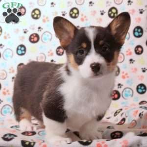 Destiny, Pembroke Welsh Corgi Puppy