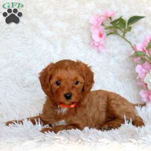 Destiny, Cavapoo Puppy