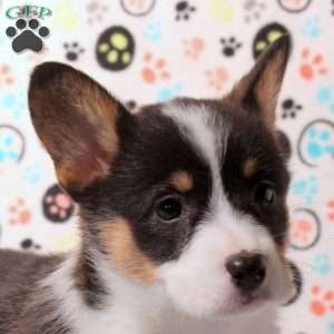 Destiny, Pembroke Welsh Corgi Puppy