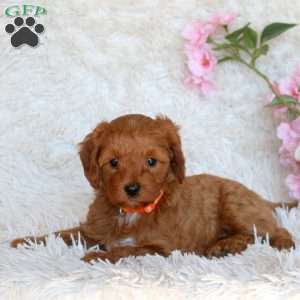 Destiny, Cavapoo Puppy