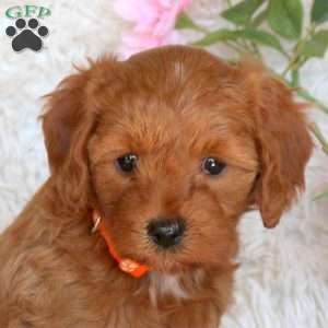 Destiny, Cavapoo Puppy