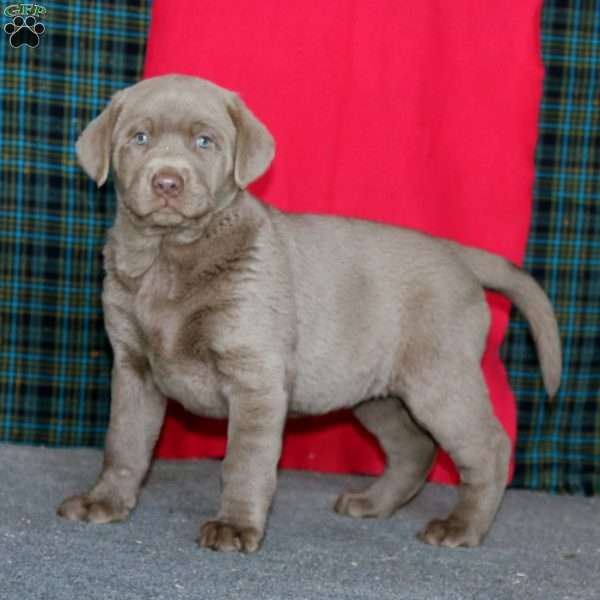 Destiny, Silver Labrador Retriever Puppy