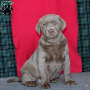 Destiny, Silver Labrador Retriever Puppy