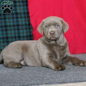 Destiny, Silver Labrador Retriever Puppy