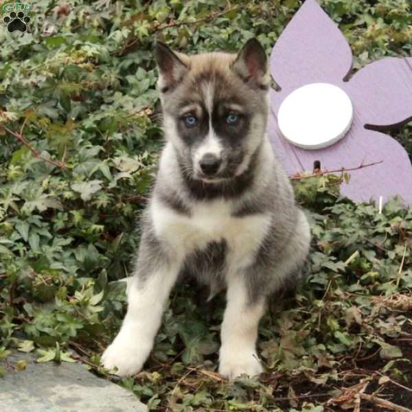 Devan, Siberian Husky Puppy