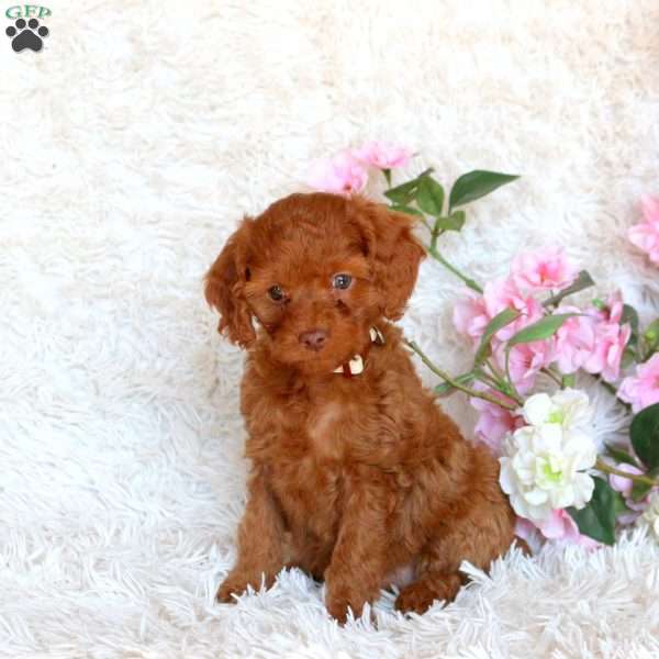 Diamond, Cavapoo Puppy