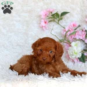 Diamond, Cavapoo Puppy