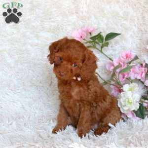 Diamond, Cavapoo Puppy