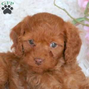 Diamond, Cavapoo Puppy