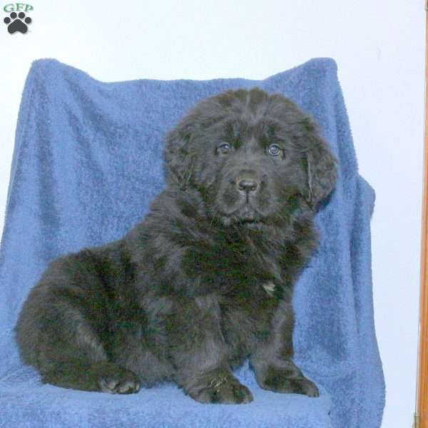 Diana, Newfoundland Puppy