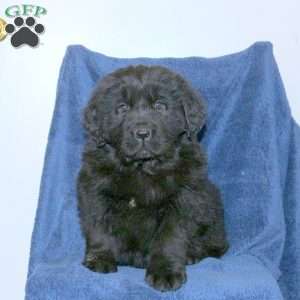 Diana, Newfoundland Puppy