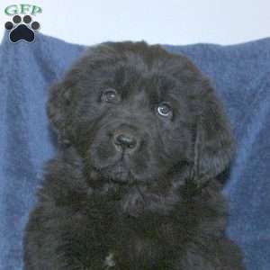 Diana, Newfoundland Puppy