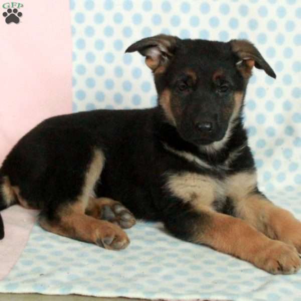 Dido, German Shepherd Puppy