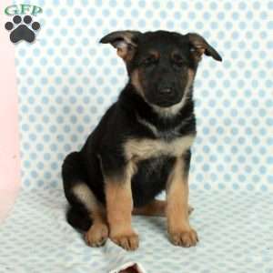 Dido, German Shepherd Puppy